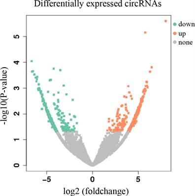 The Expression Profile, Clinical Application and Potential Tumor Suppressing Mechanism of hsa_circ_0001675 in Head and Neck Carcinoma